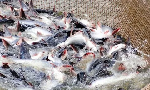 Brazil nhập khẩu gần 7.000 tấn cá tra Việt Nam trong quý I/2024