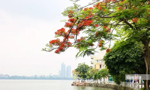 Hoa phượng rực đỏ trên nhiều tuyến phố Thủ đô