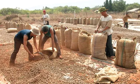 Việt Nam là thị trường xuất khẩu hạt điều lớn nhất của Campuchia