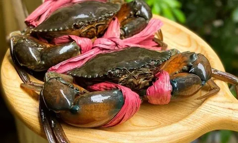 Trung Quốc, Mỹ, Canada đua nhập cua ghẹ Việt Nam