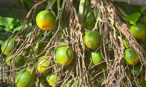 50.000 đồng một kg cau tươi