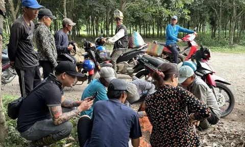 Hái nấm mối đầu mùa kiếm tiền triệu mỗi ngày