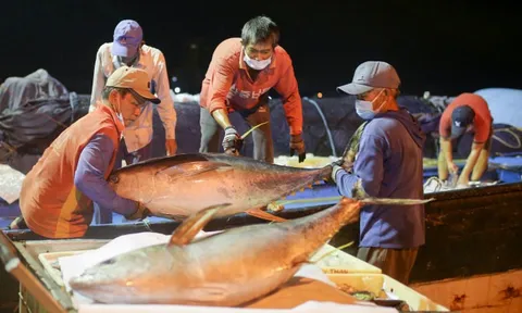 Hàn Quốc tăng nhập khẩu cá ngừ Việt Nam