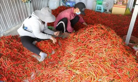 Xuất khẩu một loại cây gia vị quen thuộc, 6 tháng Việt Nam thu về gần 18 triệu USD