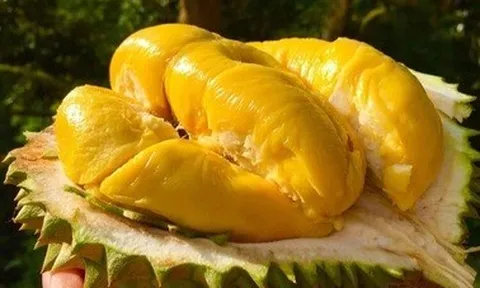 Sầu riêng Việt đổ bộ sang Trung Quốc, thị phần Thái Lan ngày càng bị đe dọa