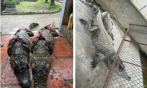 Bắt thành công 2 con cá sấu sổng chuồng ở Yên Bái
