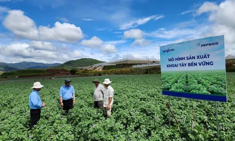 Mở rộng mô hình canh tác khoai tây bền vững