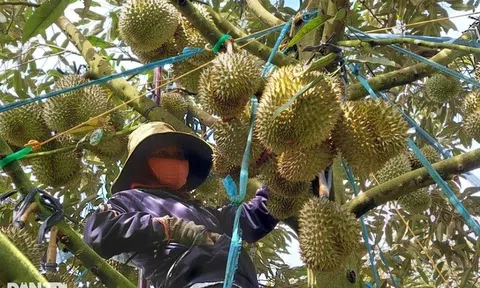 Xuất khẩu rau quả sang Trung Quốc tiếp tục giảm sâu
