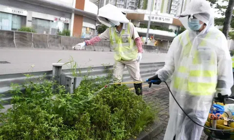 Dịch Chikungunya lan rộng: Hồng Kông (Trung Quốc) ghi nhận thêm ca mới, tất cả đều có chung một điểm