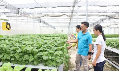 Chưa tới 1% rau đạt VietGAP: Người Việt đang ăn rau chuẩn gì?