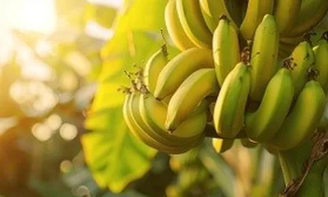 Loại quả phổ biến ở Việt Nam, được xem là “doping sạch” của dân thể thao