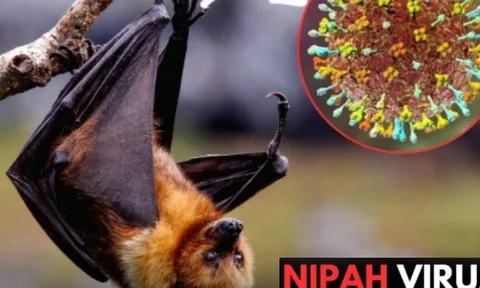 Virus Nipah bùng phát tại Ấn Độ, các nước láng giềng đồng loạt nâng mức cảnh giác: Cảnh báo loại virus chết người, không có cách chữa khỏi