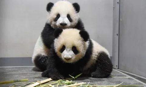 Buồn của Nhật Bản: 100.000 người đăng ký đến chia tay cặp gấu trúc song sinh về Trung Quốc, đánh dấu ngày không còn con gấu trúc nào trên lãnh thổ