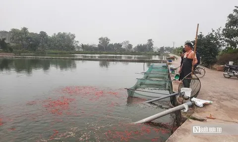 Vựa cá chép nổi tiếng xứ Thanh vào mùa "hái lộc"