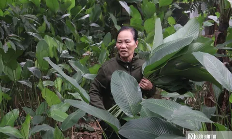 Lá dong Tràng Cát vào vụ Tết, người dân thu tiền triệu