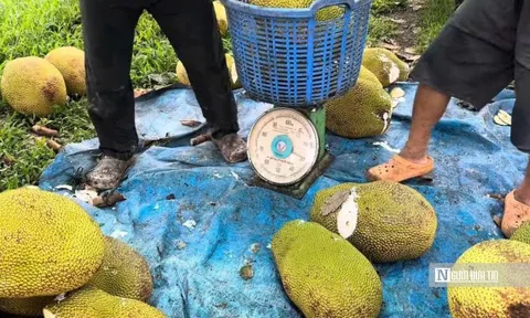 Cận Tết 2026, mít ruột đỏ “neo” giá cao