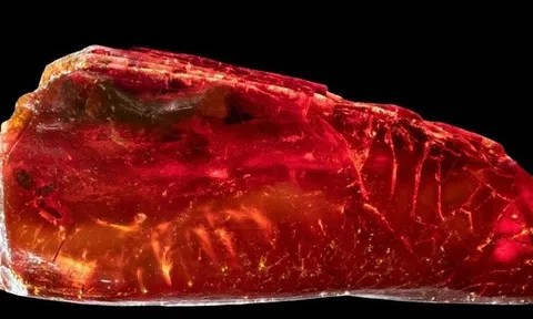 Sưu tập hổ phách, đại thi hào Đức "nhốt" sinh vật 40 triệu tuổi mà không hay