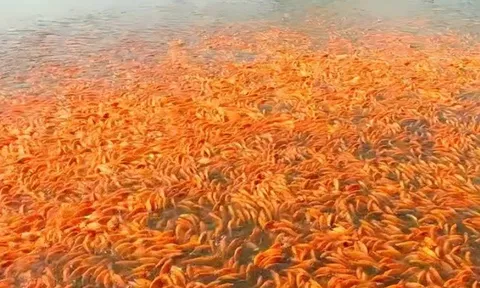 Hàng triệu con cá chép đỏ chuẩn bị ra thị trường phục vụ ngày tiễn ông Công, ông Táo