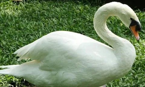 Thảo Cầm Viên vừa bị bắt trộm thiên nga trắng báo lãi đậm