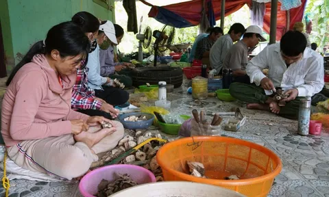 Làng hương trầm vào mùa “ăn nên làm ra” dịp cận Tết
