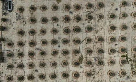 Iraq đang huấn luyện "vàng sa mạc" thành loại siêu chịu đựng