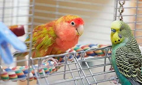 Campuchia cảnh báo