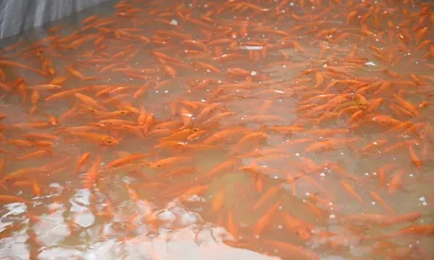 "Thủ phủ" cá chép đỏ tất bật trước ngày ông Công, ông Táo, nhiều hộ thu hàng trăm triệu đồng