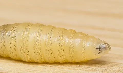 Ký sinh trùng ăn thịt người tái xuất gây báo động tại Mỹ