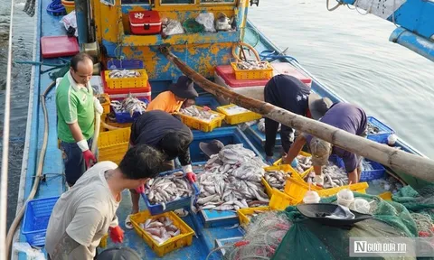 Chuyến biển cuối năm ở Lâm Đồng: Có trúng – có lo, nhưng niềm vui vẫn đầy khoang