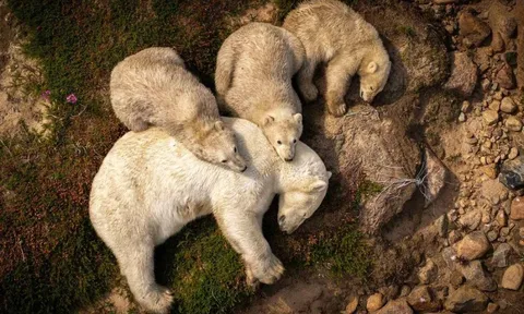 Hình ảnh gấu Bắc Cực ngủ trên bùn khiến thế giới giật mình