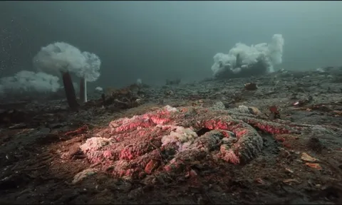 5 tỷ sao biển bỗng dưng chết hàng loạt: Điều gì đang xảy ra dưới đáy biển Bắc Mỹ?