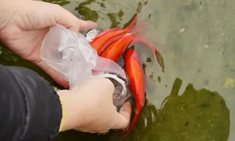 Vì sao cá chép gắn với hành trình Ông Táo lên thiên đình suốt bao đời nay?