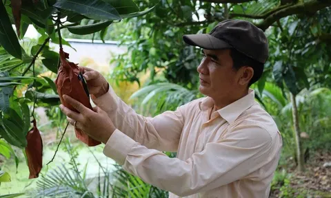 Nghịch lý trái cây Tết: Dưa khắc chữ "cháy hàng", bưởi hồ lô giảm nhiệt