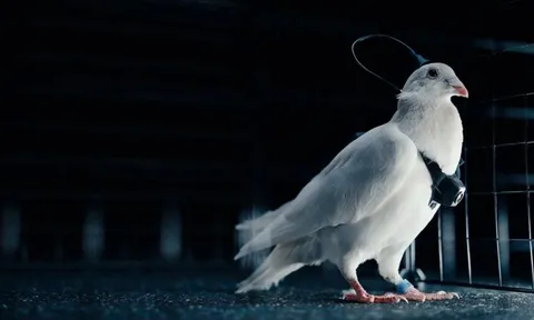 Phát minh như khoa học viễn tưởng của Nga gây chấn động giới công nghệ: Cấy chip não biến chim bồ câu thành thiết bị bay, không lo hết pin, tiếp cận được mọi địa hình