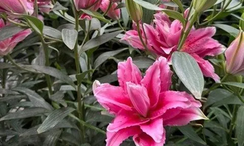 Loại hoa ly đắt đỏ cận Tết, giá tăng gần gấp đôi vẫn "cháy hàng"