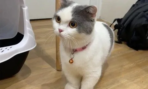 Cô gái ở Hà Nội bị doạ giết mèo cưng, nếu không trả 7,5 triệu tiền chuộc