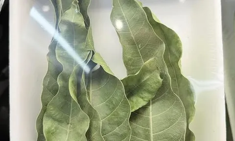 7 lá xoài giá 52.000 đồng ở Mỹ: Thứ bỏ đi ở Việt Nam lại thành hàng bán, người ta mua về làm gì?