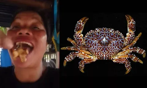 Nữ KOL nổi tiếng tử vong sau khi nuốt cua quỷ cực độc trên sóng livestream