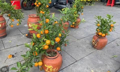 Chợ hoa 29 Tết: Đào quất "xả lỗ" 100.000 đồng, người bán mong về sớm