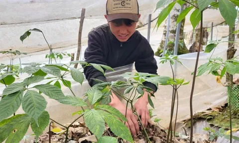 Đón Tết cùng “quốc bảo” sâm Ngọc Linh