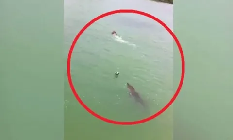 Bơi tại khu dự trữ sinh quyển, nam thanh niên bất ngờ bị "thủy quái" dài 3m truy đuổi