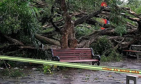 Cây si cổ thụ bất ngờ đổ, 2 người bị thương