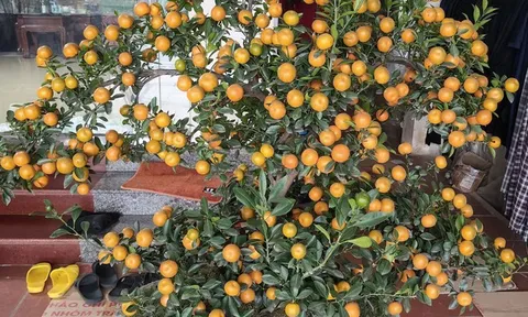 Cảnh báo nguy cơ ngộ độc nếu ăn quất cảnh sau Tết