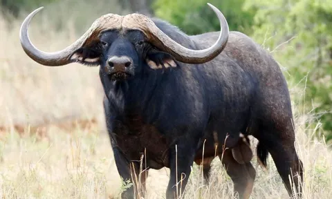 Con trâu đắt nhất thế giới giá gần 300 tỷ đồng gây chấn động: Sở hữu "mỏ vàng" đặc biệt