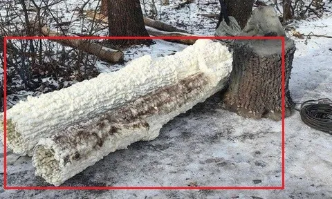 Nga bất ngờ dựng loạt cây giả giữa tiền tuyến để lừa Ukraine: Bên trong thân cây là bí mật gì?