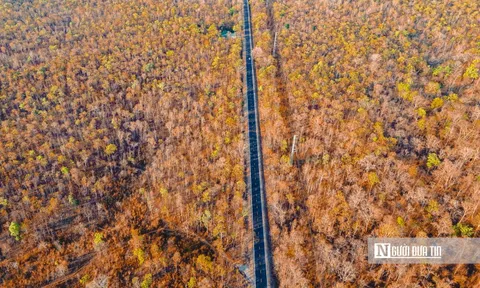 Ngắm rừng khộp Yok Đôn mùa thay lá rực sắc giữa đại ngàn Tây Nguyên