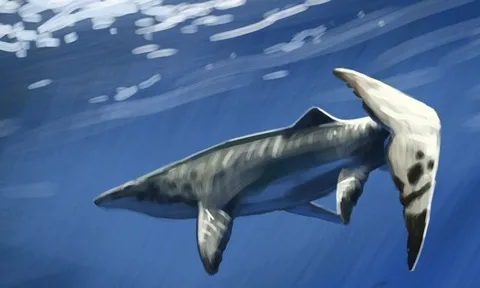 Thủy quái dài 9 mét xuất hiện giữa mỏ phốt phát