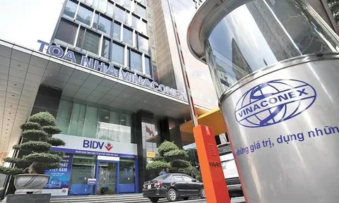 Cổ phiếu Vinaconex vừa nằm sàn đã bật trần, dư mua 1,2 triệu đơn vị