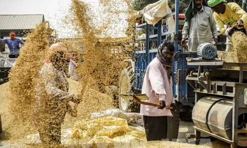 Quốc gia châu Á sản xuất 150 triệu tấn gạo/năm, vừa vượt Trung Quốc trở thành nhà cung cấp số 1 thế giới