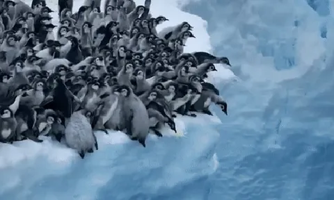 Hàng trăm chú chim cánh cụt đồng loạt nhảy từ vách băng 15m xuống: Vì sao có cảnh tượng kỳ lạ này?